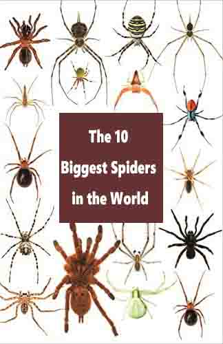The 10 Biggest Spiders in the World