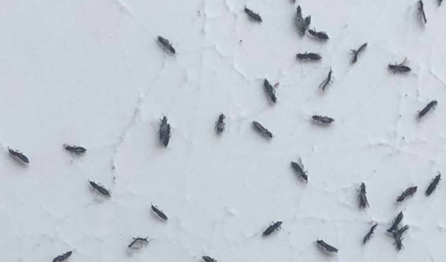 What Are These Tiny Black Bugs in My House